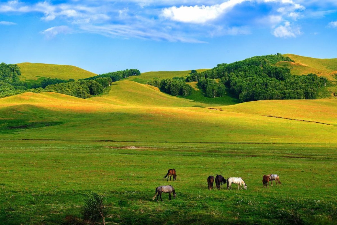 Ordos Grassland